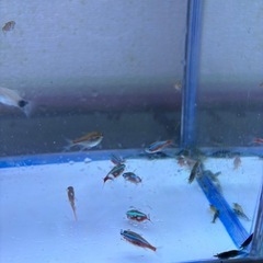 様々な淡水魚✩︎カラーシュリンプ✩︎希望があれば水槽も！の画像