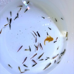 様々な淡水魚✩︎カラーシュリンプ✩︎希望があれば水槽も！の画像