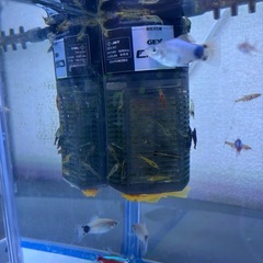 様々な淡水魚✩︎カラーシュリンプ✩︎希望があれば水槽も！の画像
