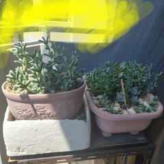 多肉植物 交換しませんか🙂‍↕️の画像