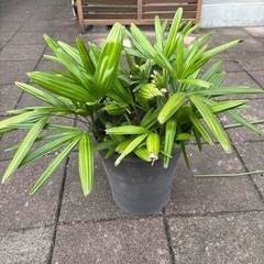 花　観闇竹の画像