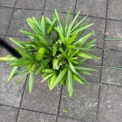 花　観闇竹の画像