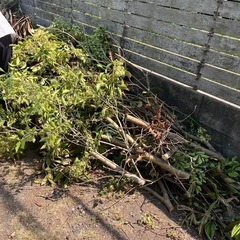 木の画像