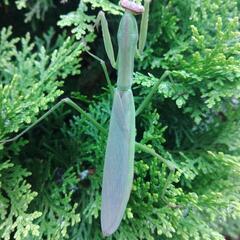 天然オオカマキリ♀単品の画像