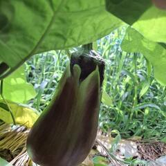 ていざなす・天狗ナスの実生苗の画像