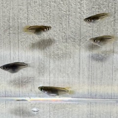 ダルマメダカ7匹（選別漏れ）の画像