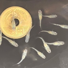 シャンパンゴールドラメメダカ 稚魚10匹 ※2025年生まれ①の画像