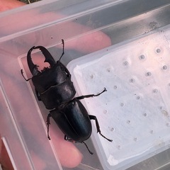 オオクワガタ(韮崎産)、本土ヒラタクワガタ(豊田産)の画像