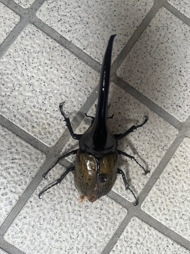 145mm ヘラクレス♂