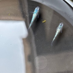 サファイア メダカ卵10個プラスα
の画像