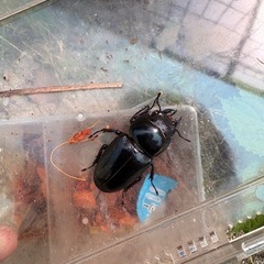 イキヒラタクワガタの画像