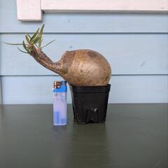グラキリス実生の画像