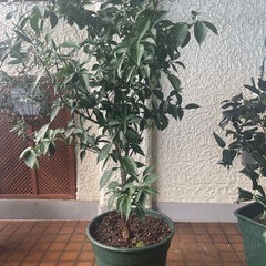 花柚子の木の画像