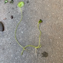メダカ　水草　アサザの画像