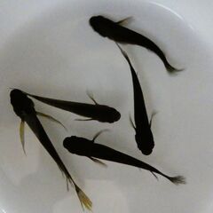 No.112【③サタンメダカ　幼魚 5匹 250円】の画像