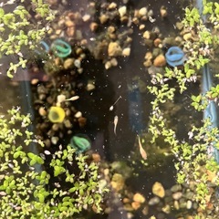メダカ　楊貴妃幼魚の画像