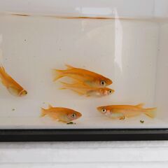 No.113【③楊貴妃メダカ　幼魚 5匹 150円】の画像