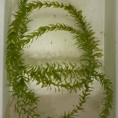 ミナミヌマエビの赤ちゃん40匹 めだかのお供に ビオトープにの画像