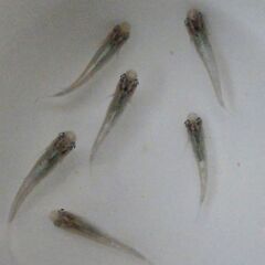 No.115【③ヒレ長 幹之メダカ　幼魚 5匹 150円】の画像