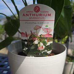アンスリウムミスティーク【観葉植物】の画像
