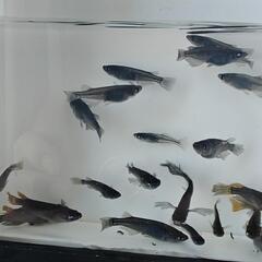 📣　黒天幻龍　5匹の画像