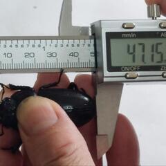 国産オオクワガタ佐賀神埼産成虫1トリオ⑧の画像