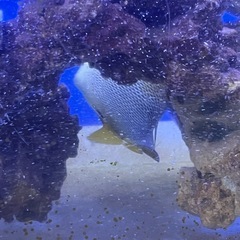 ブルーフェイスエンゼル アデヤッコ　巨大 超健康 肥ってるの画像