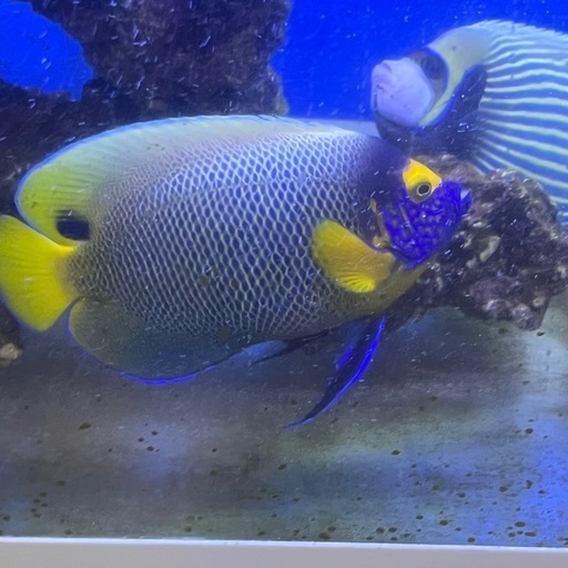 ブルーフェイスエンゼル アデヤッコ　巨大 超健康 肥ってる