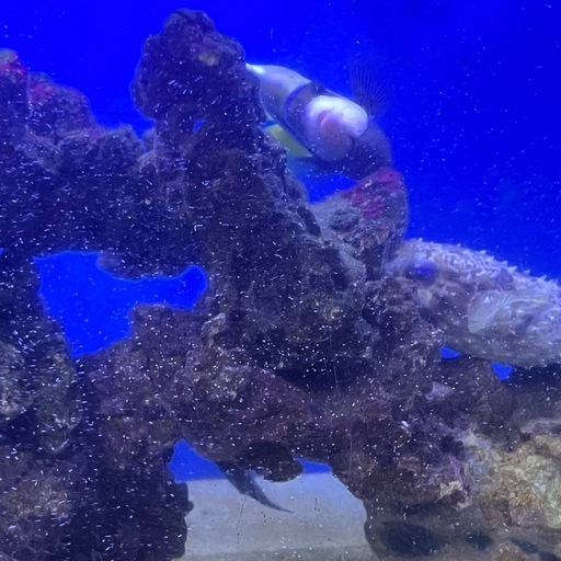 ブルーフェイスエンゼル アデヤッコ　巨大 超健康 肥ってる 海水魚】アデヤッコ（ブルーフェイスエンゼル）Mサイズ(1匹)±9-12cm