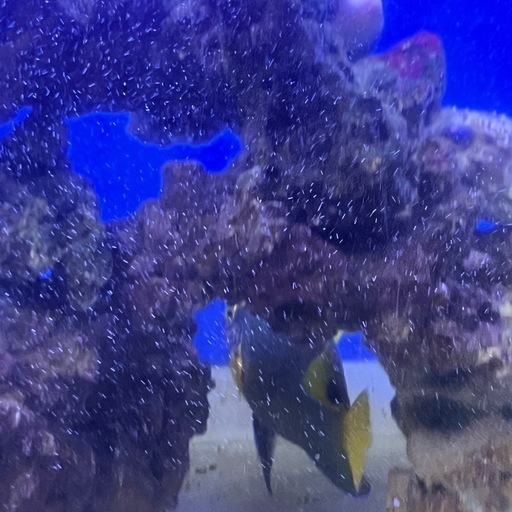 ブルーフェイスエンゼル アデヤッコ　巨大 超健康 肥ってる