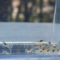 ミナミヌマエビ 小さめ稚エビ20匹 めだかや熱帯魚のお供にの画像