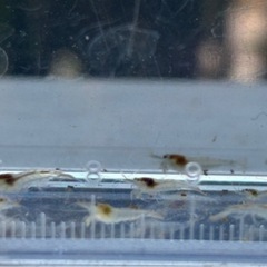 ミナミヌマエビ 小さめ稚エビ20匹 めだかや熱帯魚のお供にの画像
