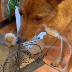 鹿のようなお顔のママ犬『しかの』ちゃん