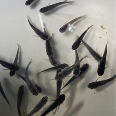 改良メダカ  若魚  10匹  ✨ミッドナイトフリル・体外光✨の画像