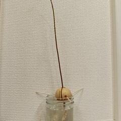 アボカド苗の画像