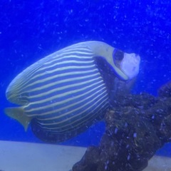 タテジマキンチャクダイ　水槽飼育　タテキン 海水魚 元気 の画像