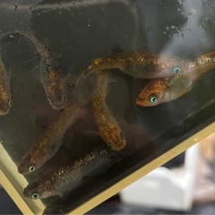 現物出品　オーロラ黄ラメ　の画像