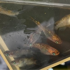 現物出品　オーロラ黄ラメ　の画像