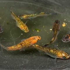 現物出品　オーロラ黄ラメ　の画像
