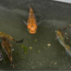 現物出品　オーロラ黄ラメ　の画像