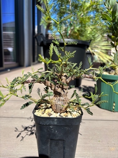 センナメリディオナリス