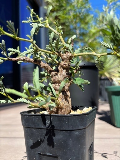 センナメリディオナリス