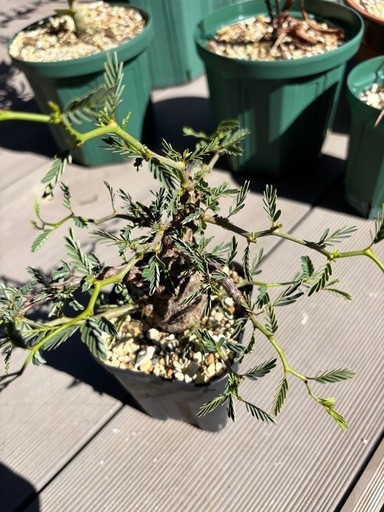 センナメリディオナリス