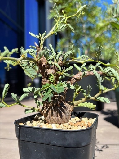 センナメリディオナリス