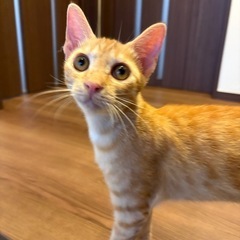 【里親様決定】お外で頑張ってきた茶トラ君🐯4〜5ヶ月 人馴れ抜群...