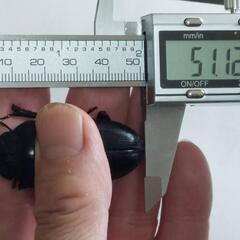 国産オオクワガタ能勢ＹG成虫トリオ⑨(ブリードまだ間に合います。昨年、この兄弟で10月の割り出しで、幼虫体重38gまでいきました。)の画像