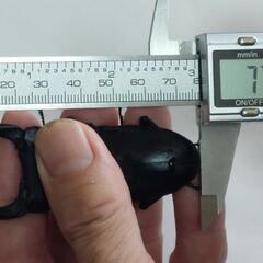 国産オオクワガタ能勢ＹG成虫トリオ⑨(ブリードまだ間に合います。昨年、この兄弟で10月の割り出しで、幼虫体重38gまでいきました。)の画像