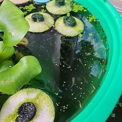 メダカ　ミックス　稚魚　30匹の画像