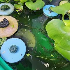 メダカ　ミックス　稚魚　30匹の画像