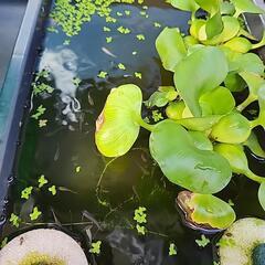 メダカ　ミックス　稚魚　30匹の画像